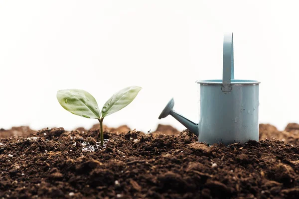 Regadera de juguete cerca de una pequeña planta verde aislada en blanco - foto de stock