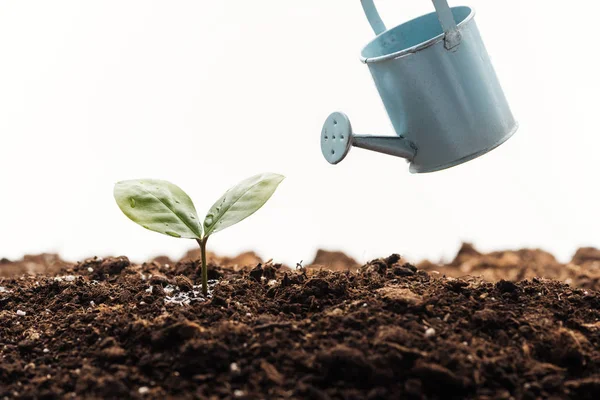 Regadera de juguete cerca de una pequeña planta en el suelo aislada en blanco - foto de stock