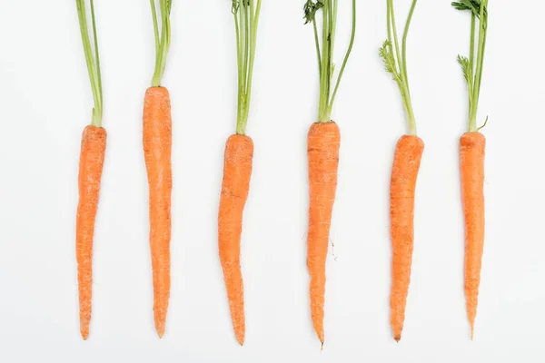 Draufsicht auf frische reife rohe ganze Möhren in Reihe angeordnet isoliert auf weiß — Stock Photo