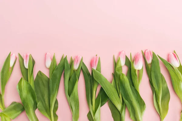 Vista superior de tulipas primavera em linha isolada em rosa — Fotografia de Stock