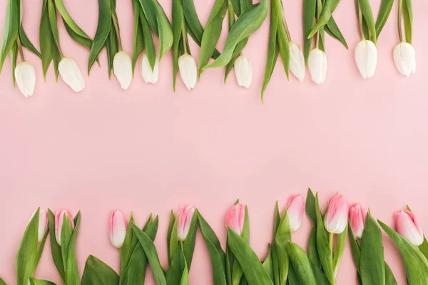 Vista superior de tulipanes rosados y blancos de primavera aislados en rosa - foto de stock