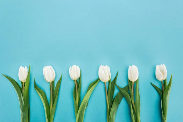 Top view of row of white tulip flowers isolated on blue — Stock Photo
