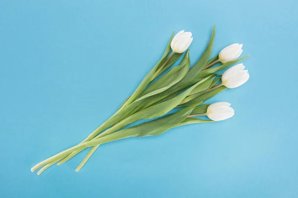 Vista superior de flores de tulipán blanco aisladas en azul - foto de stock