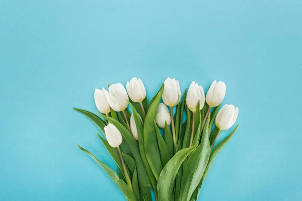 Vista superior del ramo con flores de tulipán blanco aisladas en azul - foto de stock