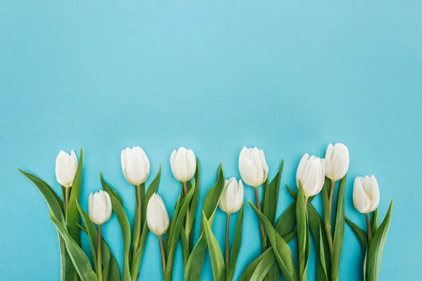 Top view of white tulip flowers isolated on blue background — Stock Photo