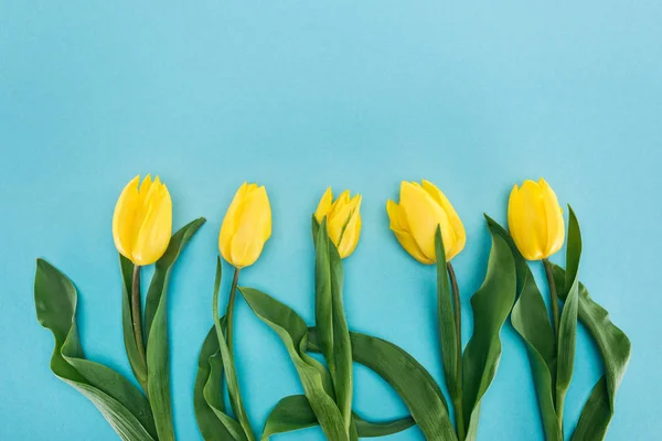 Top view of row of yellow spring tulips isolated on blue — Stock Photo