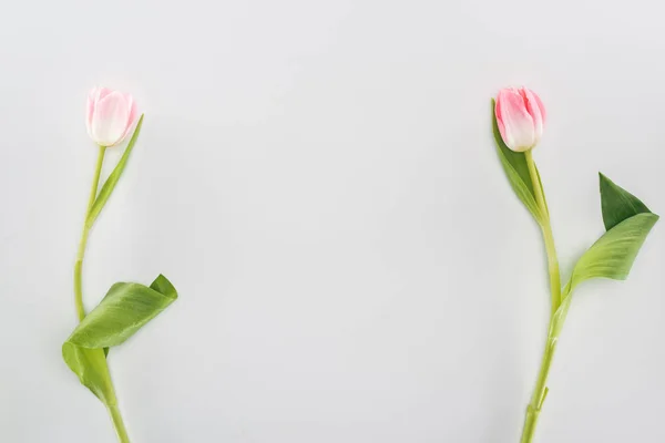 Vista superior de dos flores de tulipán rosa aisladas en gris con espacio de copia - foto de stock