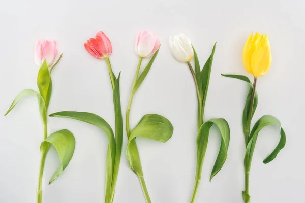 Vista superior de tiernas flores de tulipán aisladas en gris - foto de stock