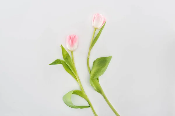 Вид сверху на два розовых цветка тюльпана, изолированных на сером — стоковое фото