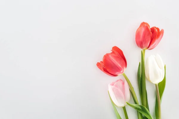 Vue de dessus des fleurs de tulipes rouges, roses et blanches isolées sur gris — Photo de stock