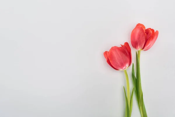 Vista superior de flores de tulipa vermelha isoladas em cinza — Fotografia de Stock