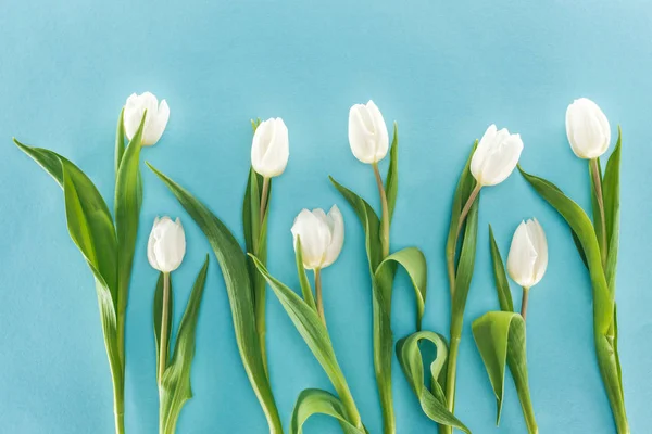 Vista superior de flores de tulipán blanco aisladas sobre fondo azul - foto de stock