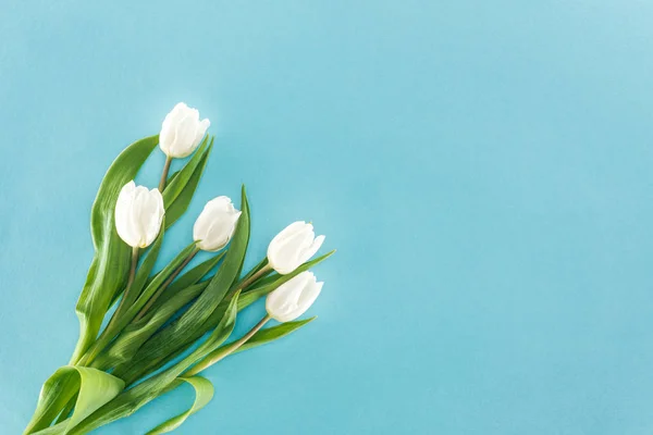 Vista superior de tulipanes blancos aislados sobre fondo azul - foto de stock