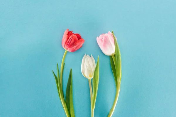 Vista superior de tulipanes de primavera blancos, rosados y rojos aislados en azul - foto de stock