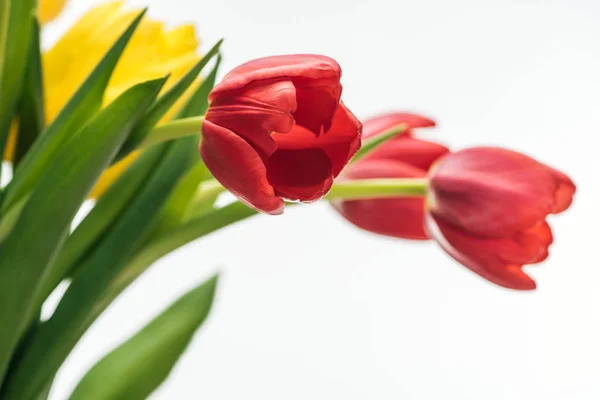 Selektiver Fokus roter und gelber Tulpenblüten auf Weiß — Stockfoto