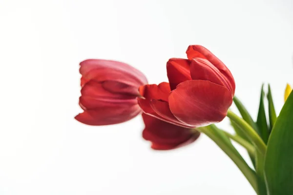Enfoque selectivo de flores de tulipán rojo aisladas en blanco - foto de stock