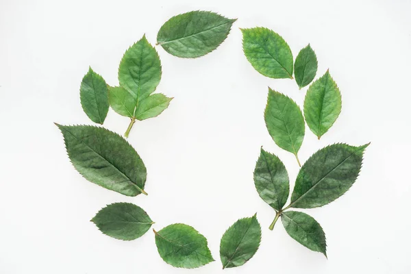 Vue de dessus de la composition circulaire avec des feuilles vertes isolées sur blanc — Photo de stock