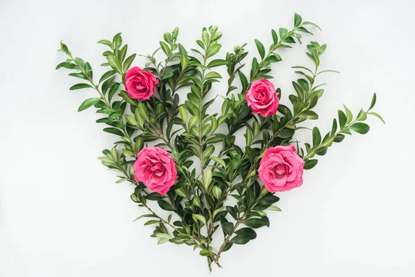 Vista superior da composição de flores com rosas rosa e buxo verde sobre fundo branco — Fotografia de Stock