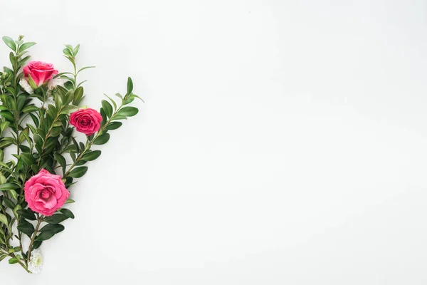 Top view of composition with pink roses and green boxwood on white background — Stock Photo