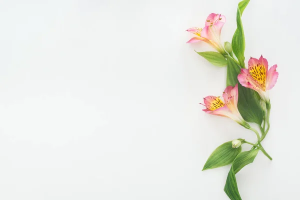 Top view of composition with pink flowers on white background — Stock Photo