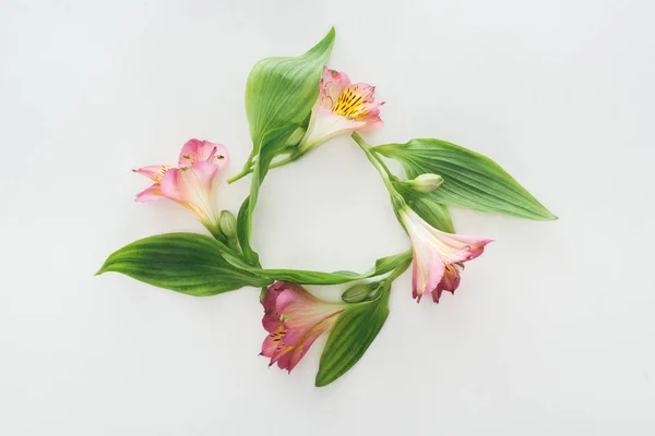 Top view of composition with pink flowers and green leaves on white background — Stock Photo