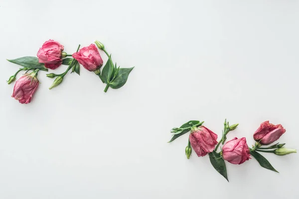 Draufsicht auf Kompositionen mit rosa Eustoma auf weißem Hintergrund — Stockfoto