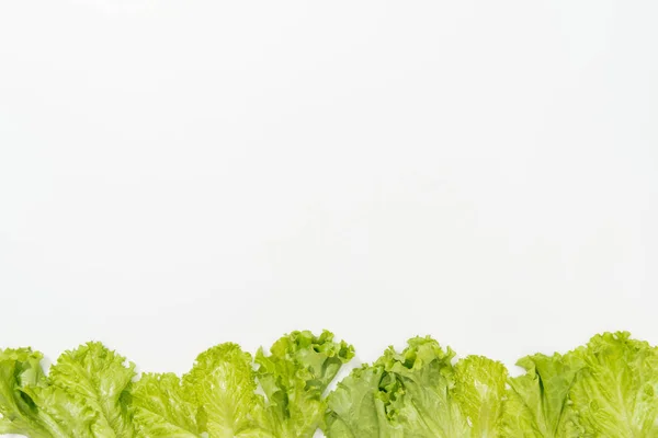 Top view of llettuce leaves with copy space — Stock Photo