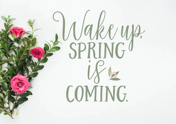 Vue de dessus de la composition avec roses roses et buis vert sur fond blanc avec illustration de printemps — Photo de stock
