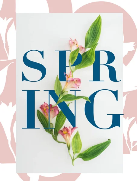 Draufsicht auf rosa Alstroemeria-Blüten und grüne Blätter auf weißem Hintergrund mit Frühlingsillustration — Stockfoto