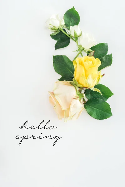 Vista superior de la composición de rosas sobre fondo blanco con letras de primavera hola - foto de stock