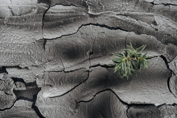 Dried cracked ground surface with young green plants, global warming concept — Stock Photo