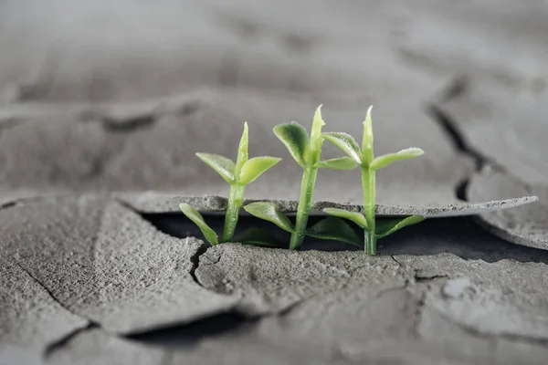 Selektiver Fokus junger Grünpflanzen auf getrocknetem rissigen Boden, Konzept der globalen Erwärmung — Stockfoto