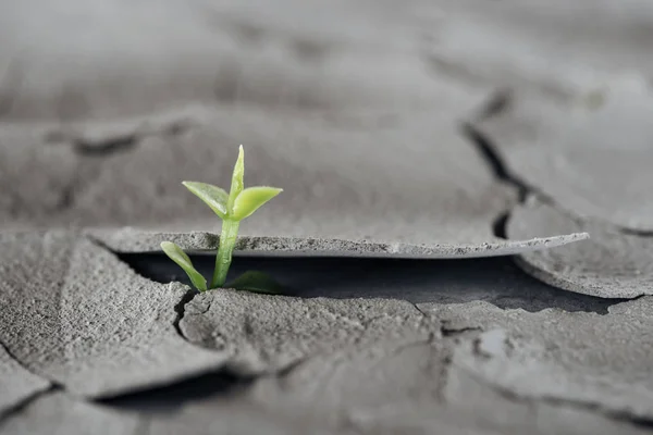 Selective focus of young green plant on cracked ground surface, global warming concept — Stock Photo