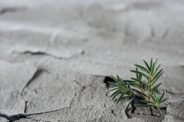 Selective focus of young green plants on dried cracked land surface, global warming concept — Stock Photo