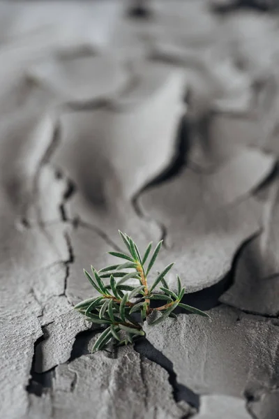 Selective focus of young green plants on rough cracked ground surface, global warming concept — Stock Photo