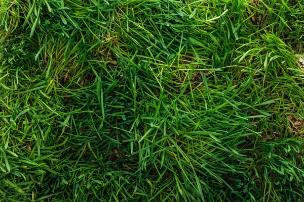Vue du dessus de la texture de l'herbe verte avec espace de copie — Photo de stock