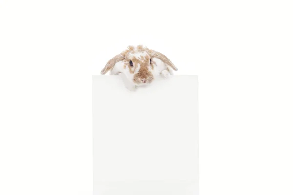 Великодній кролик з порожньою дошкою ізольований на білому — стокове фото