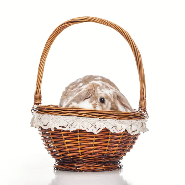 Cute bunny sitting in wicker basket on white — Stock Photo