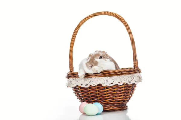 Huevos de Pascua cerca de la cesta de mimbre con lindo conejito en blanco - foto de stock
