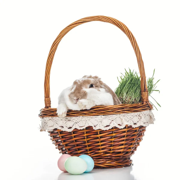 Easter eggs near wicker basket with cute bunny and grass on white — Stock Photo