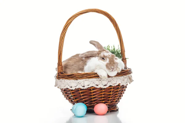 Colorful easter eggs near wicker basket with cute rabbit and grass on white — Stock Photo