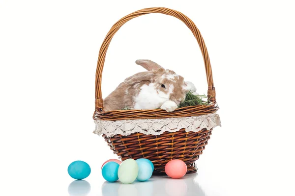Oeufs de Pâques peints traditionnels près panier en osier avec lapin mignon et herbe sur blanc — Photo de stock