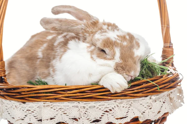 Easter bunny sitting in wicker basket with grass isolated on white — Stock Photo