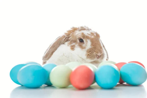 Lindo conejito con coloridos huevos de Pascua en blanco - foto de stock