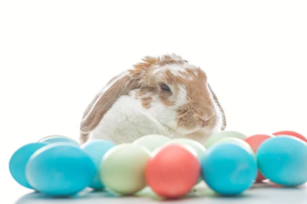 Coelho bonito com ovos de páscoa coloridos em branco — Fotografia de Stock