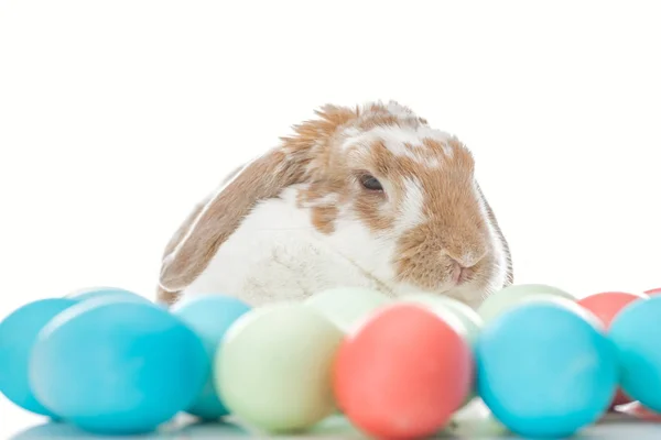 Lindo conejo con huevos tradicionales de Pascua en blanco - foto de stock