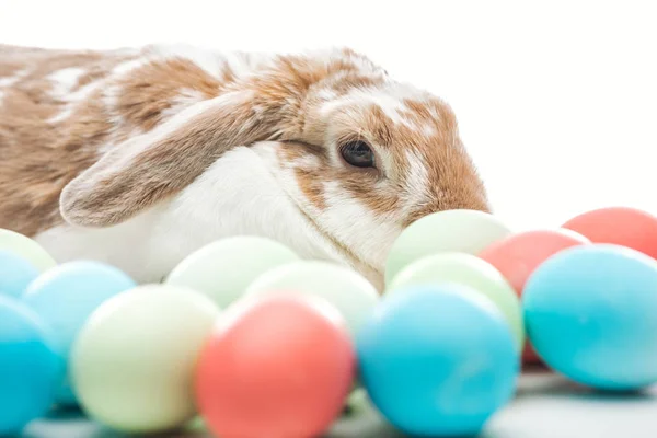Lindo conejito con huevos de Pascua pintados tradicionales en blanco - foto de stock