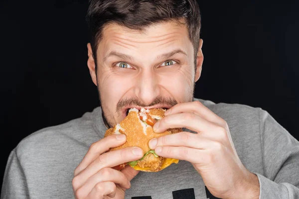 Schöner Mann isst leckeren Chicken Burger, während er in die Kamera schaut, isoliert auf schwarz — Stockfoto