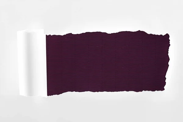 Papel blanco texturizado andrajoso con borde enrollado sobre fondo púrpura - foto de stock