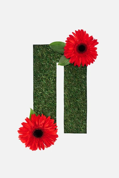 Top view of cyrillic letter with natural grass on background and red gerberas isolated on white — Stock Photo
